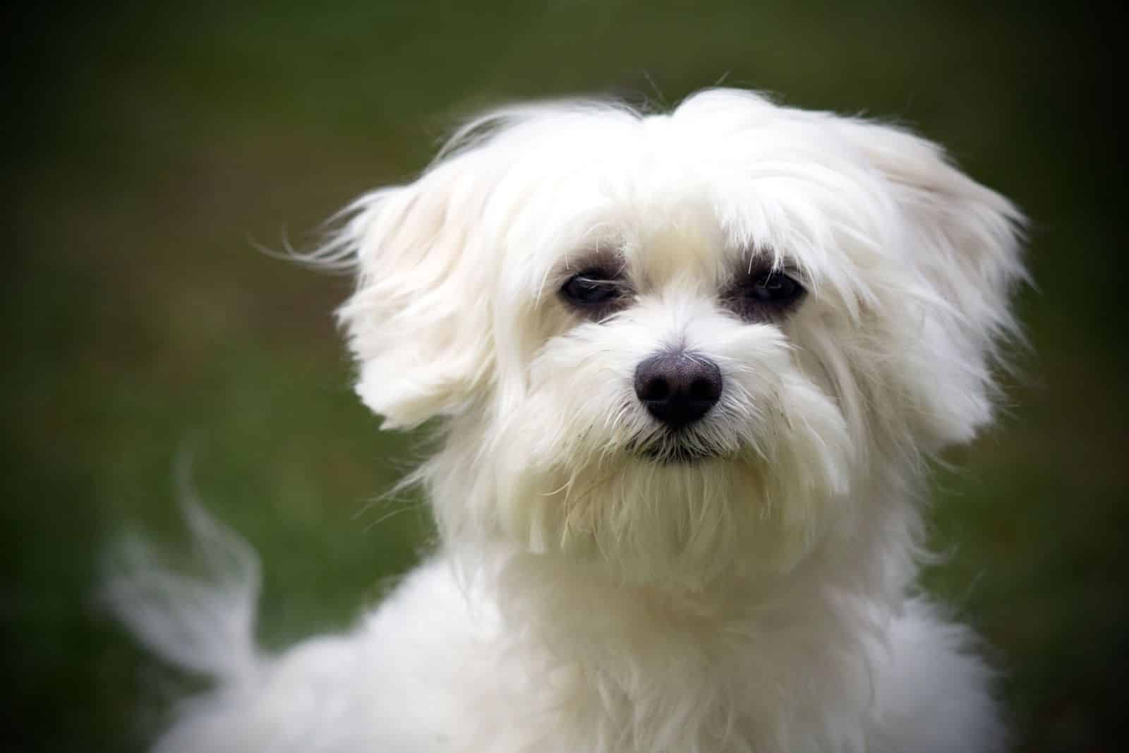 Maltese Terrier Özellikleri, Bakımı ve Beslenmesi
