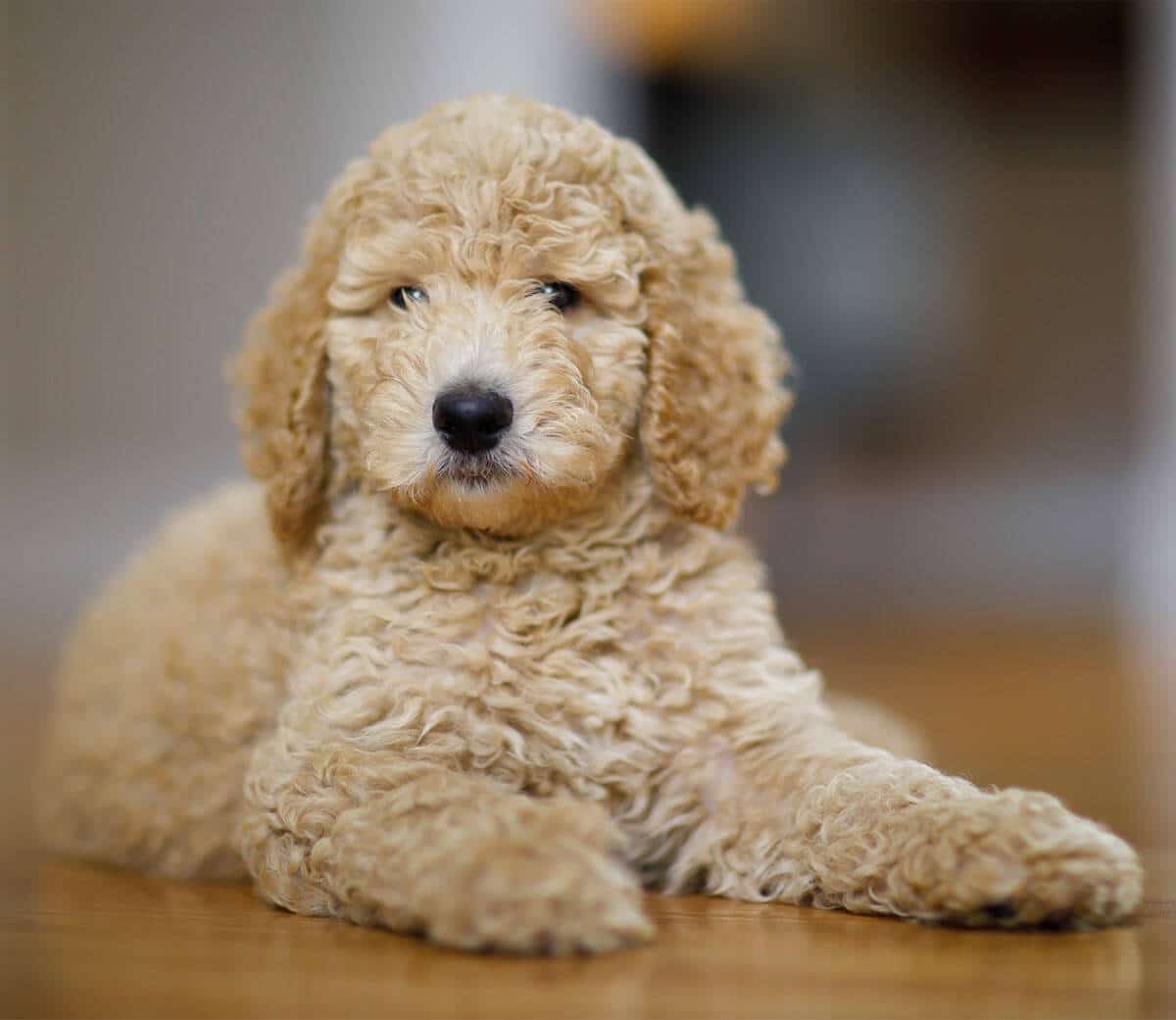 Toy Poodle Fiyatı
