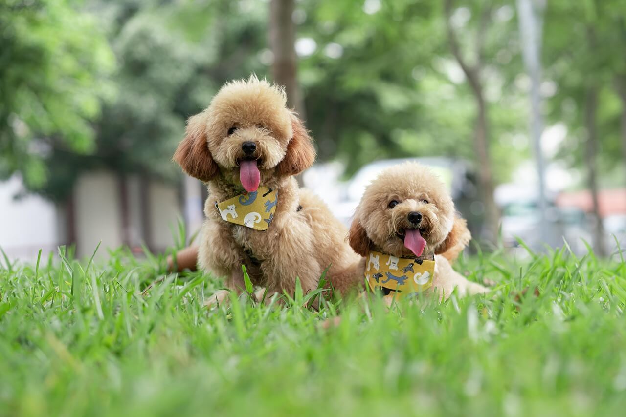 Toy Poodle Köpek Cinsi: Özellikleri, Bakımı ve Fiyatları 2025
