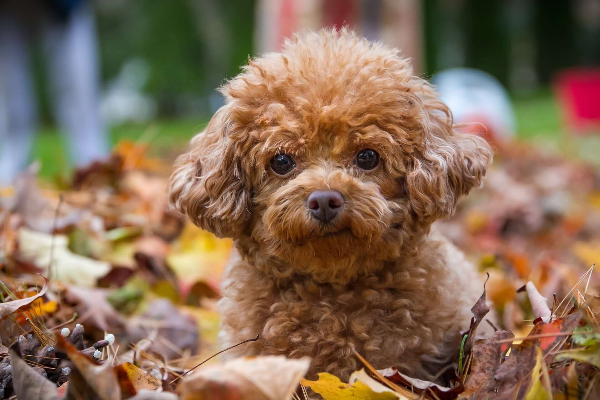 Toy Poodle Tüy Bakımı: Adım Adım Tıraş ve Bakım İpuçları 2025