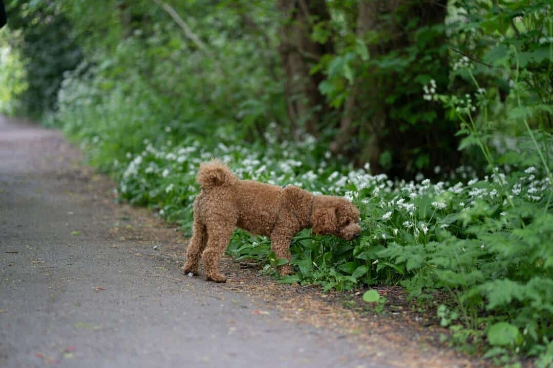 Toy Poodle Tüy Bakımı İçin Sonuç ve Öneriler
