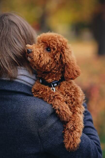 Toy Poodle Tüy Bakımı Neden Önemlidir?