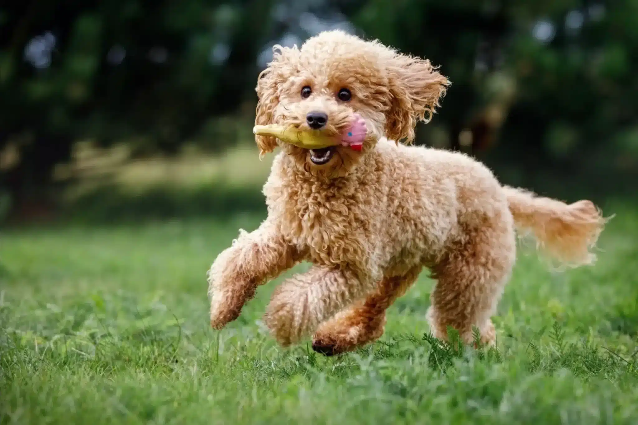 Toy Poodle'ın Tüy Bakımına Dair Adım Adım Kılavuz