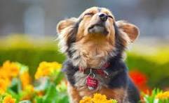 Yeni Köpek Sahipleri İçin İlk 30 Gün Rehberi