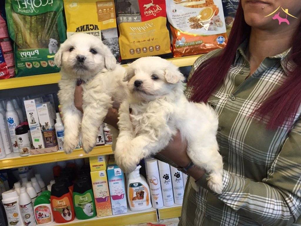 Export Lisansl Kar Beyaz Maltese Terrier Yavrular