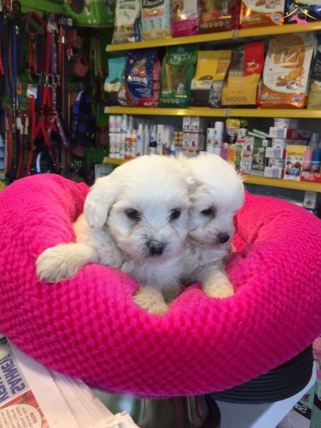 Export Lisansl Kar Beyaz Maltese Terrier Yavrular