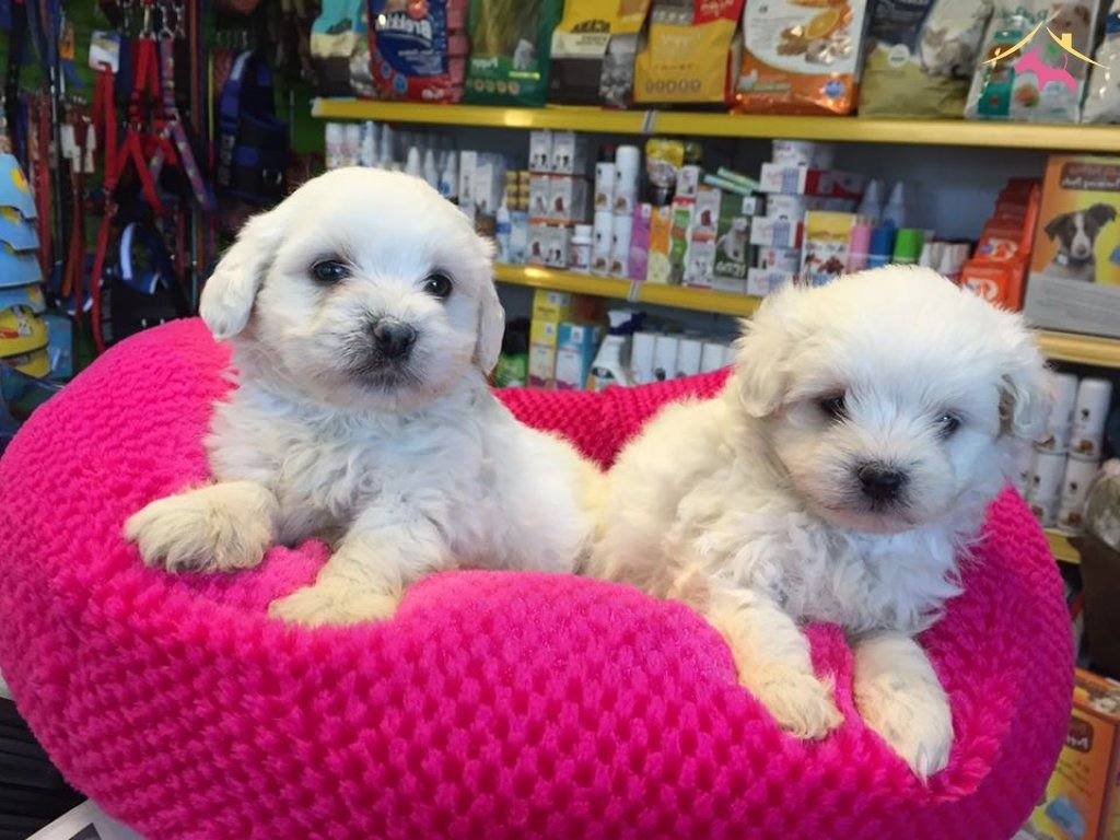 Export Lisansl Kar Beyaz Maltese Terrier Yavrular