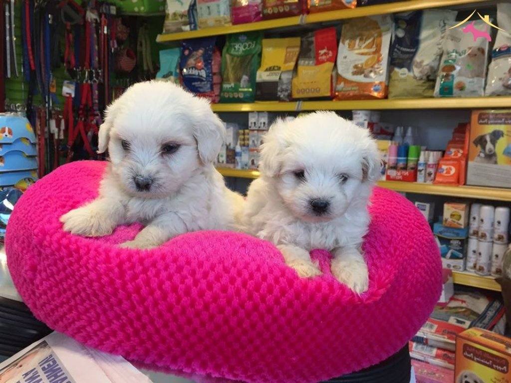 Export Lisansl Kar Beyaz Maltese Terrier Yavrular
