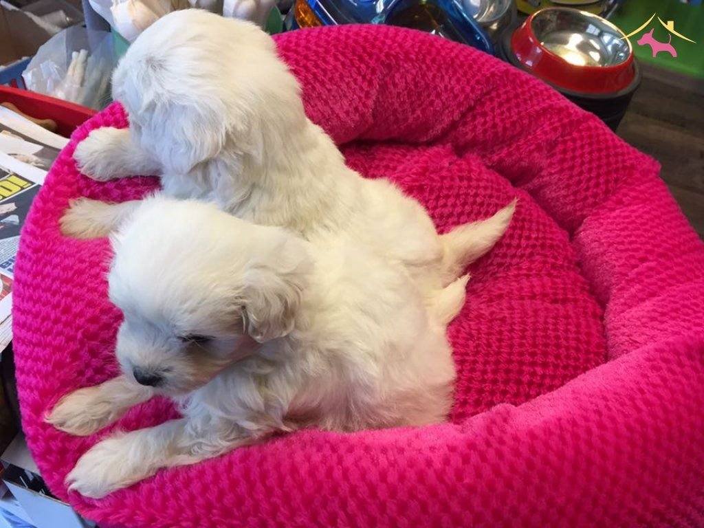 Export Lisansl Kar Beyaz Maltese Terrier Yavrular