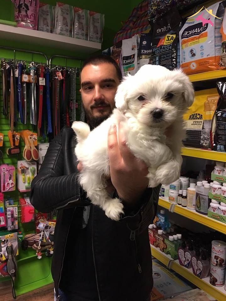 Tea Cup Kar Beyaz Maltese Terrer Yavrulari