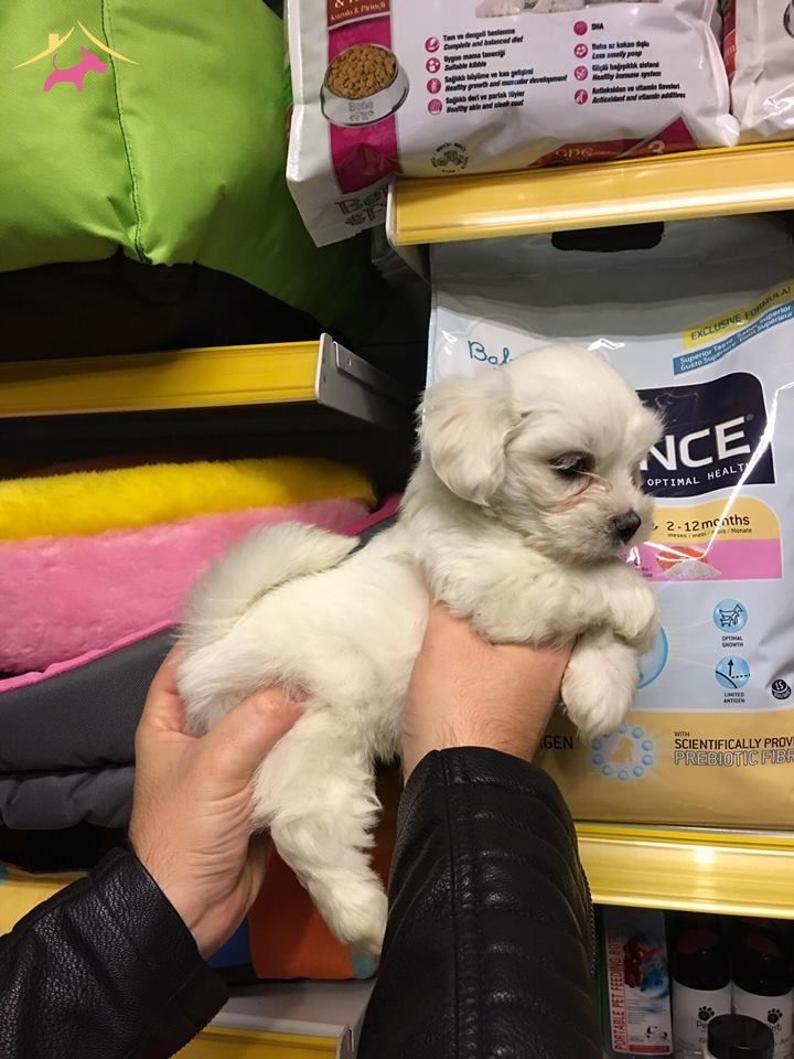 Tea Cup Kar Beyaz Maltese Terrer Yavrulari