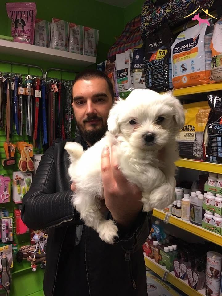 Tea Cup Kar Beyaz Maltese Terrer Yavrulari