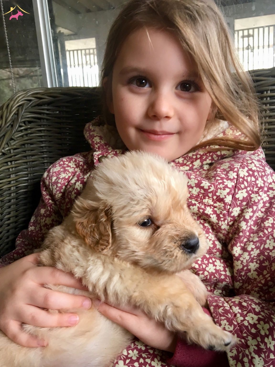 Baby Face Golden Retriever Yavrularımız