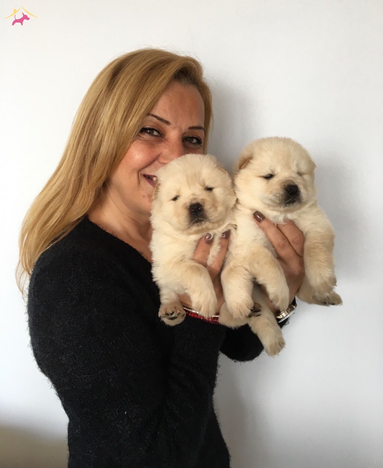 Irk Garantili Mukemmel Chow Chow Yavrularımız