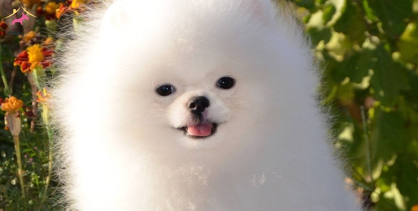 Pomeranian Boo Yavrular Yeni Sahiplerine Gitmeye Hazırlar