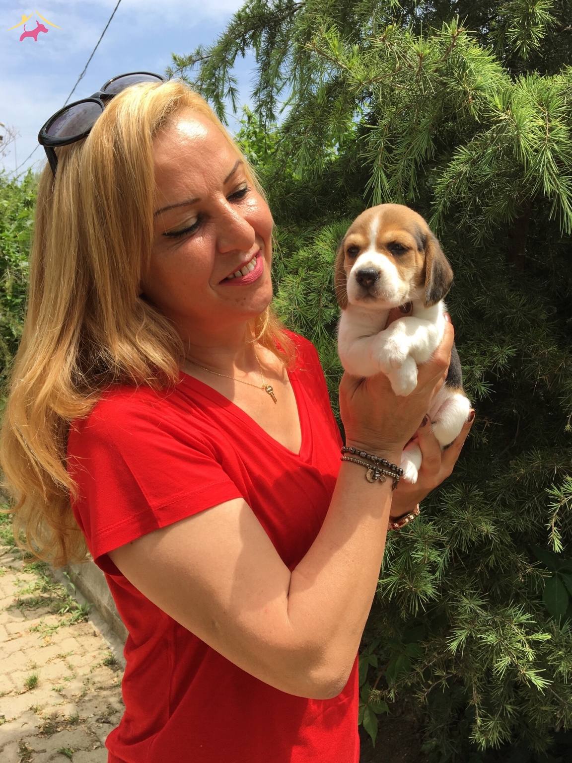 Uc Renk Harika Beagle Yavrularımız