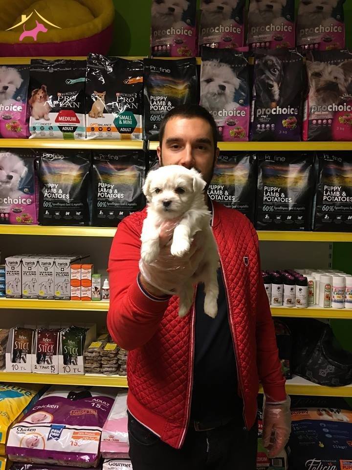 Tea Cup Kar Beyaz Maltese Terrer Yavrularimiz
