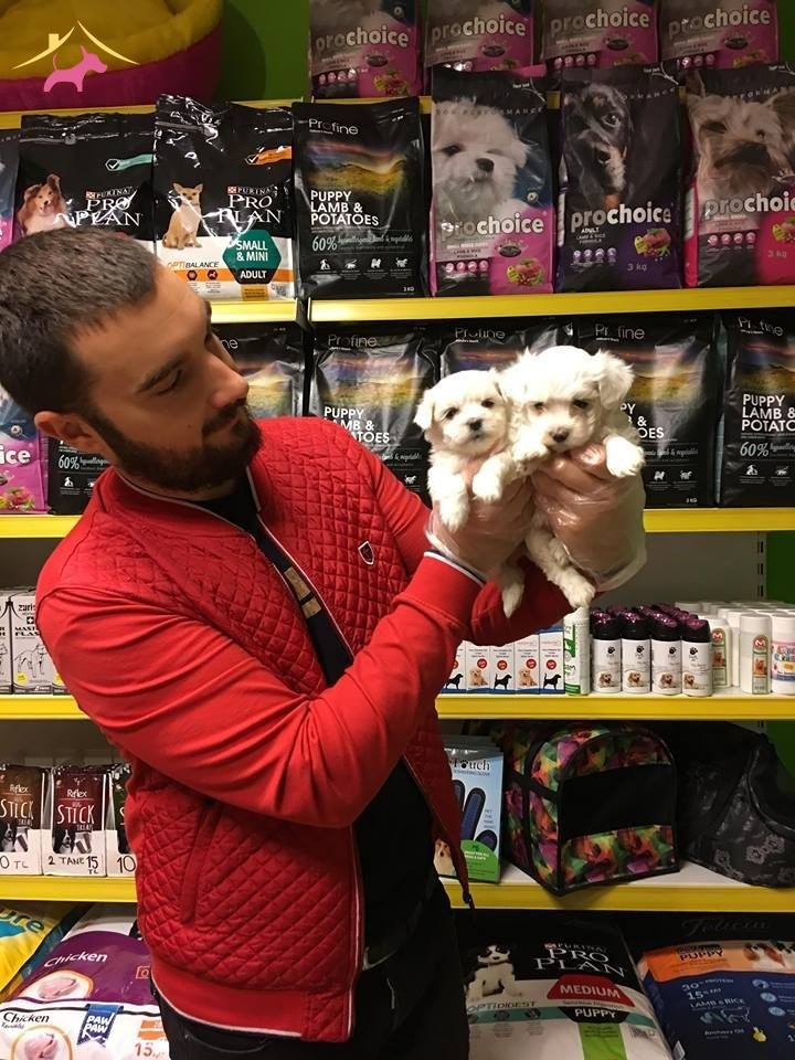 Tea Cup Kar Beyaz Maltese Terrer Yavrularimiz