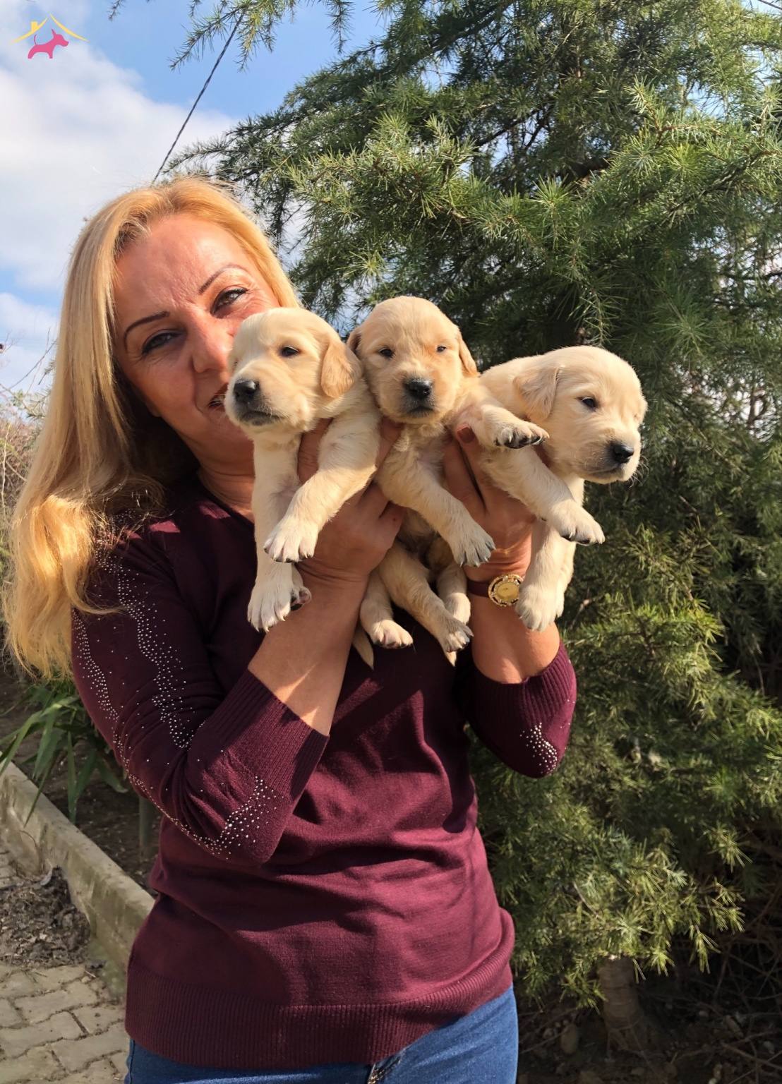 Irk Garantili Mukemmel Golden Retriever Yavrularımız