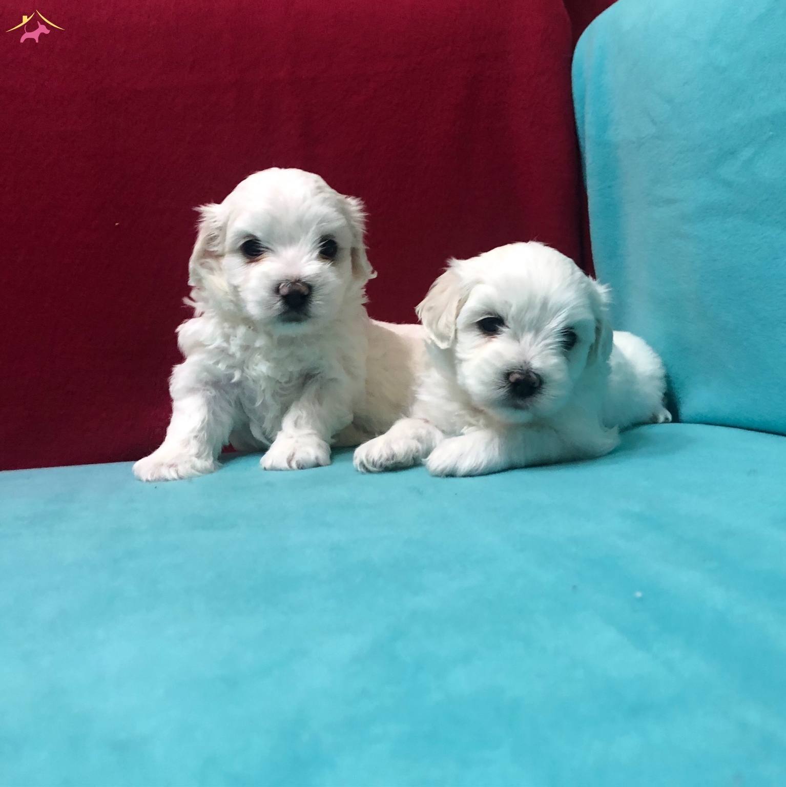 Pamuk Seker Maltese Terrier Yavrularımız