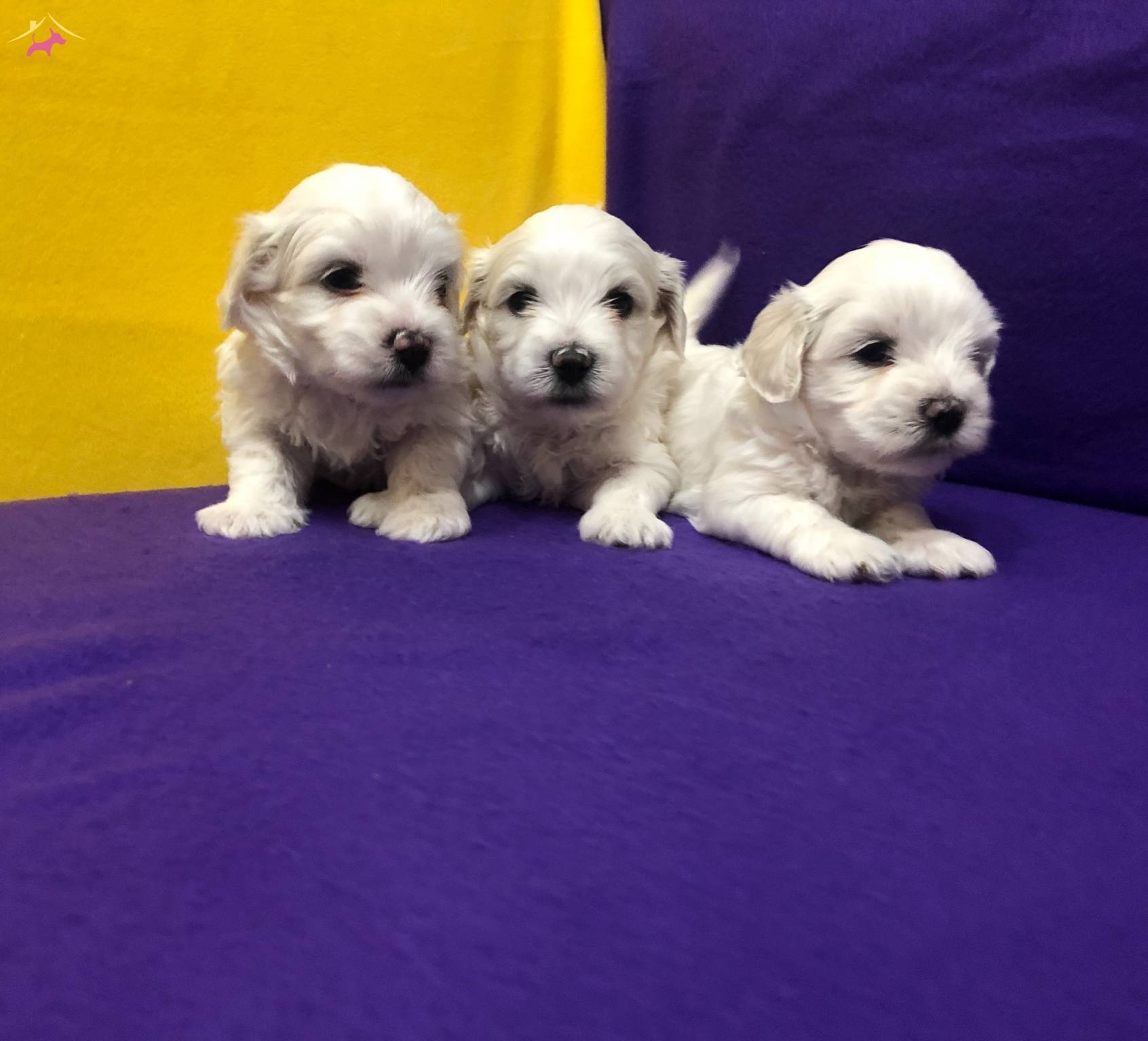 Kar Beyaz Harika Maltese Terrier Yavrularımız