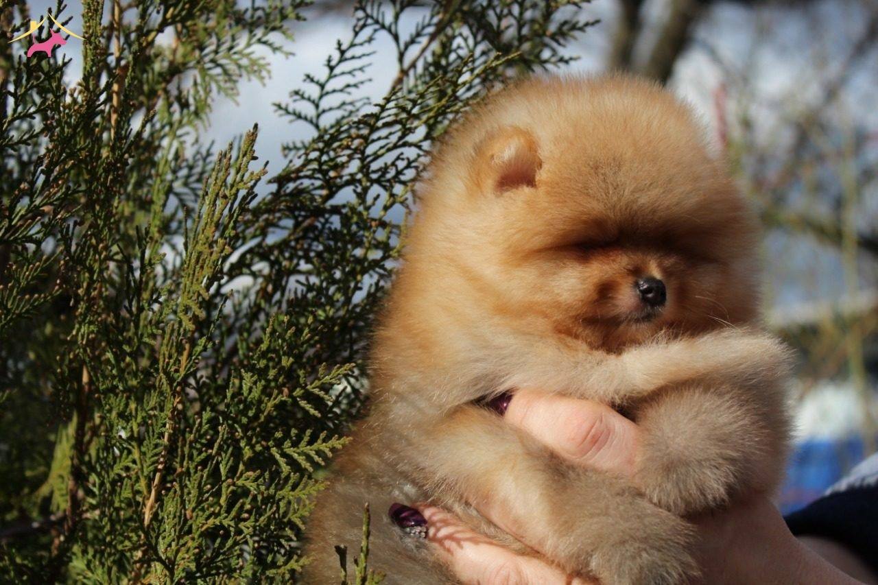 2 Aylık Pomeranian Boo