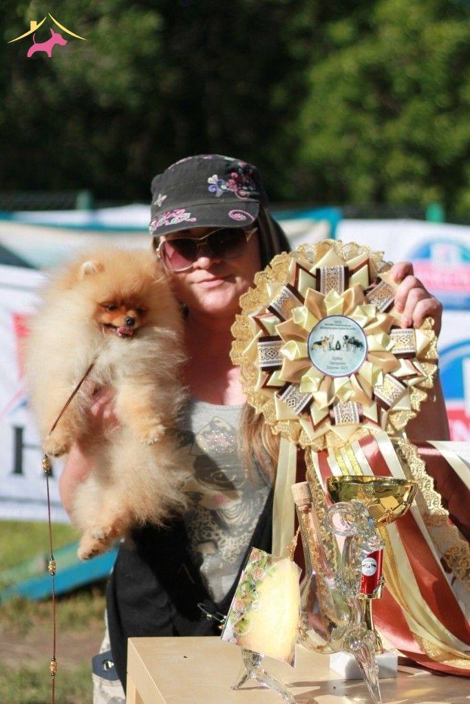 2 Aylık Pomeranian Boo