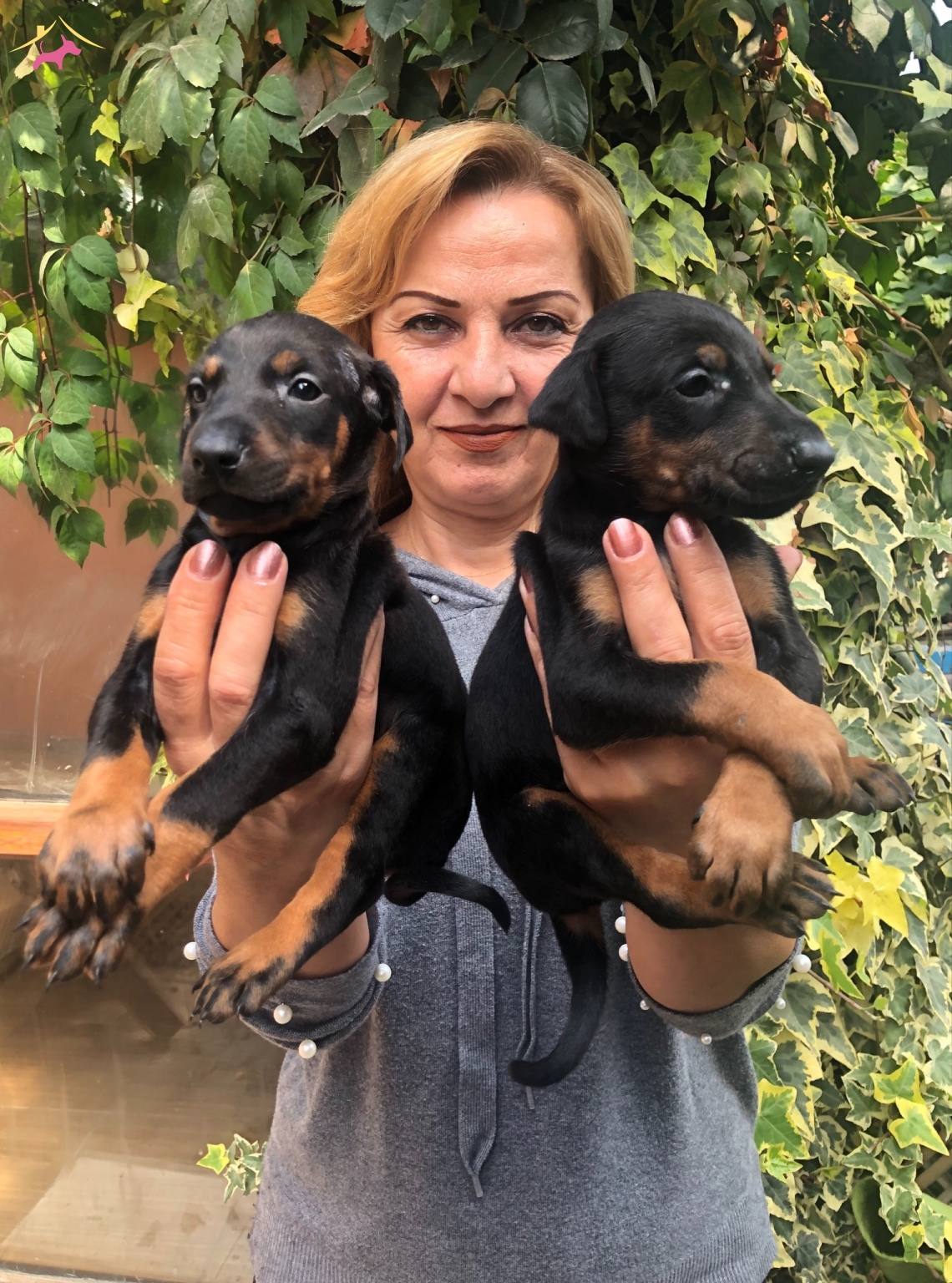 Mukemmel Irk Garantili King Doberman Yavrularımız