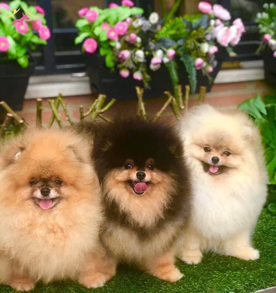 Secereli Pomeranian Boo