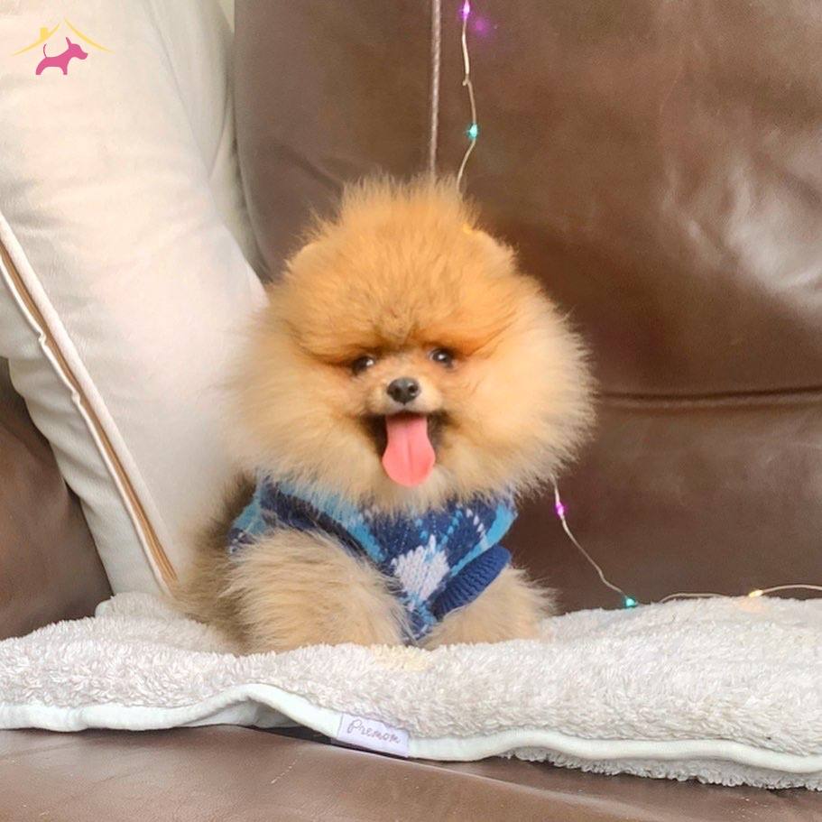 Pomeranian Boo Irk Ve Sağlık Garantili Tuvalet Eğitimli