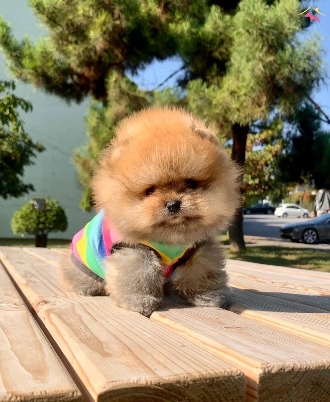 Pomeranian Boo Safkan Secereli Irk Garantili Mini Yavrumuz