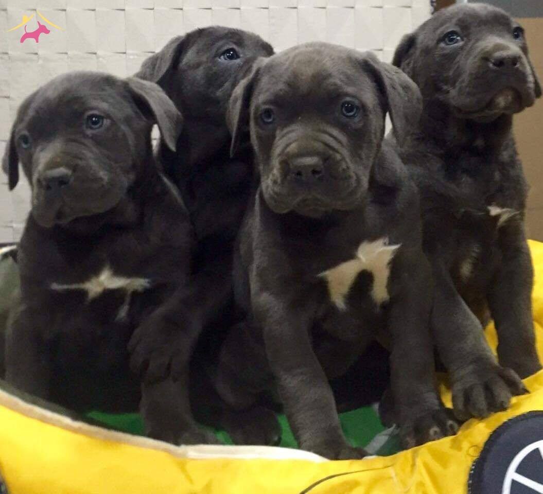Ust Kalite Cane Corso Yavrularımız