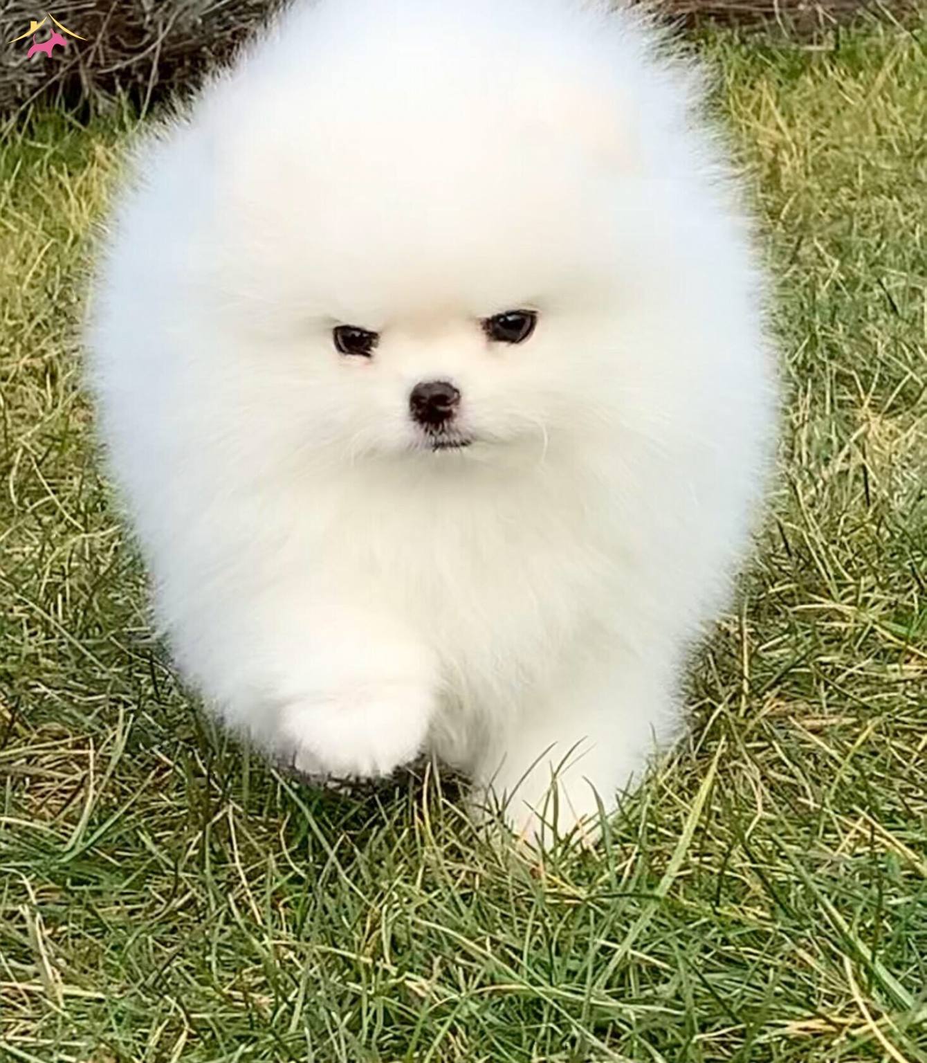Sercereli Pomeranian Boo
