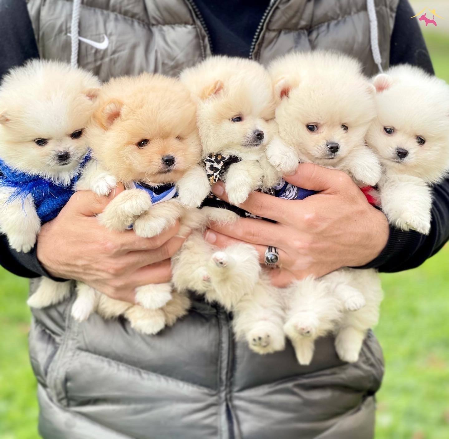 Pomeranian Boo Ayicik Tip Safkan Yavrularımız