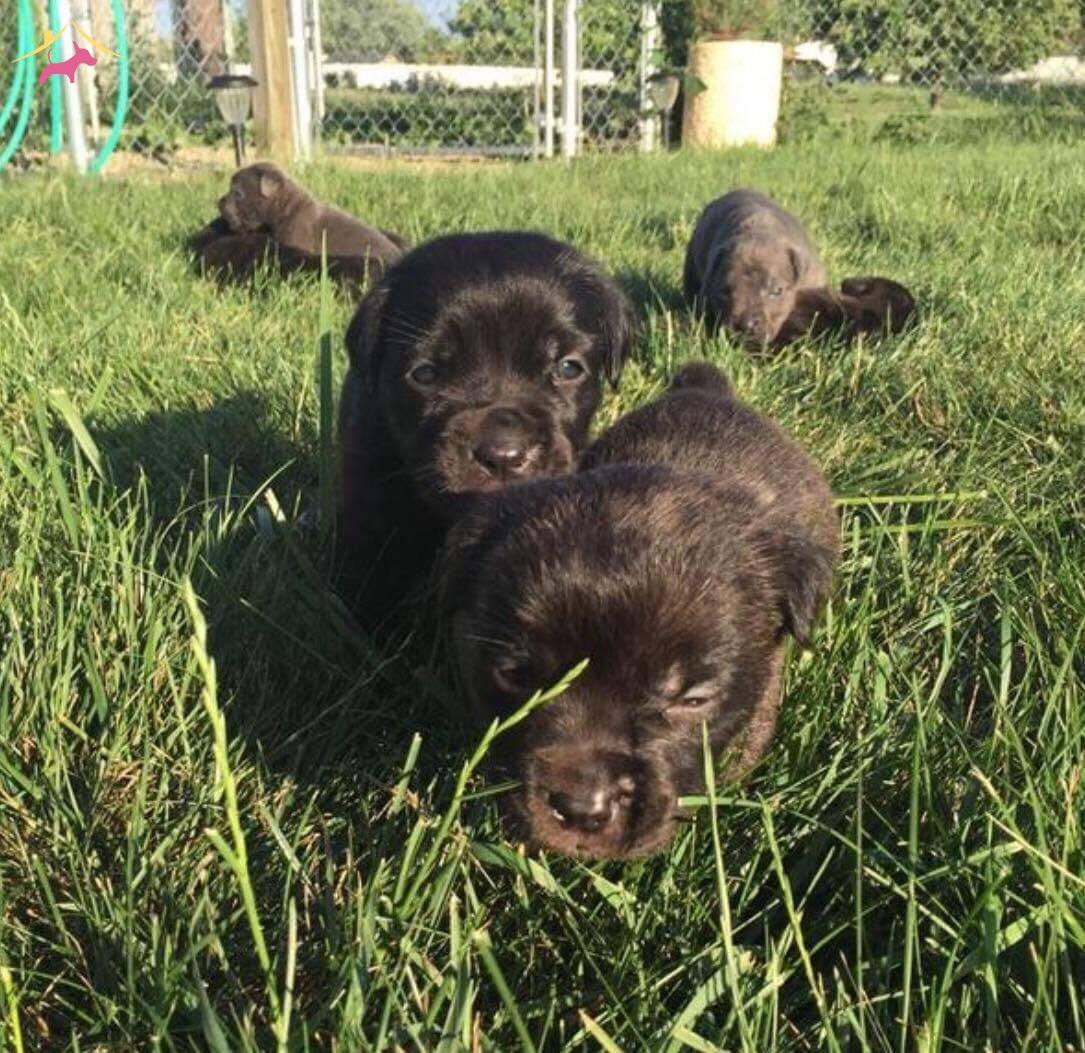 Cane Corso Mukemmel Kalite Yavrular