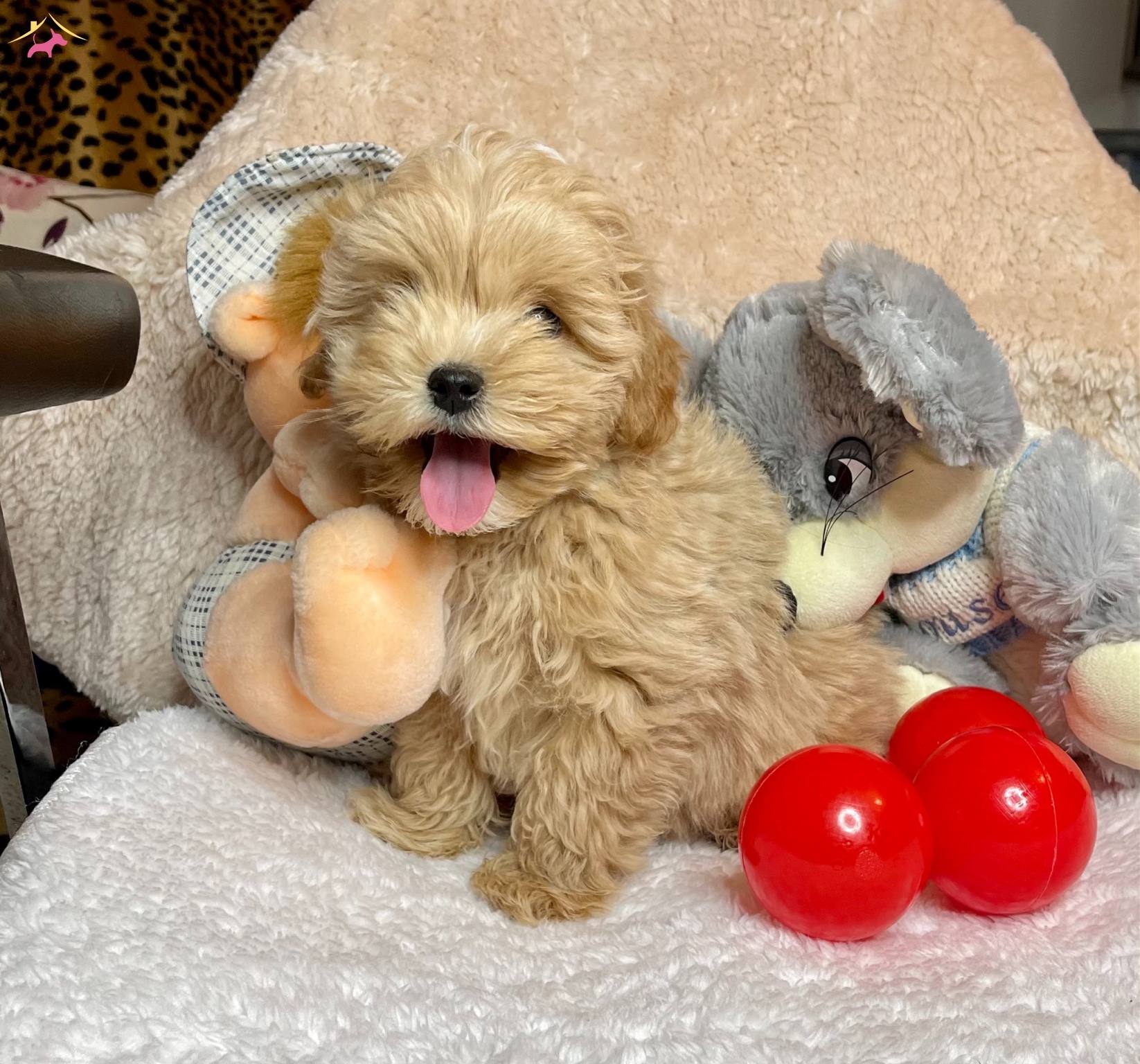 Maltipoo Kore Kanı Teacup Anne Baba Secereli Ozel Yavrumuz