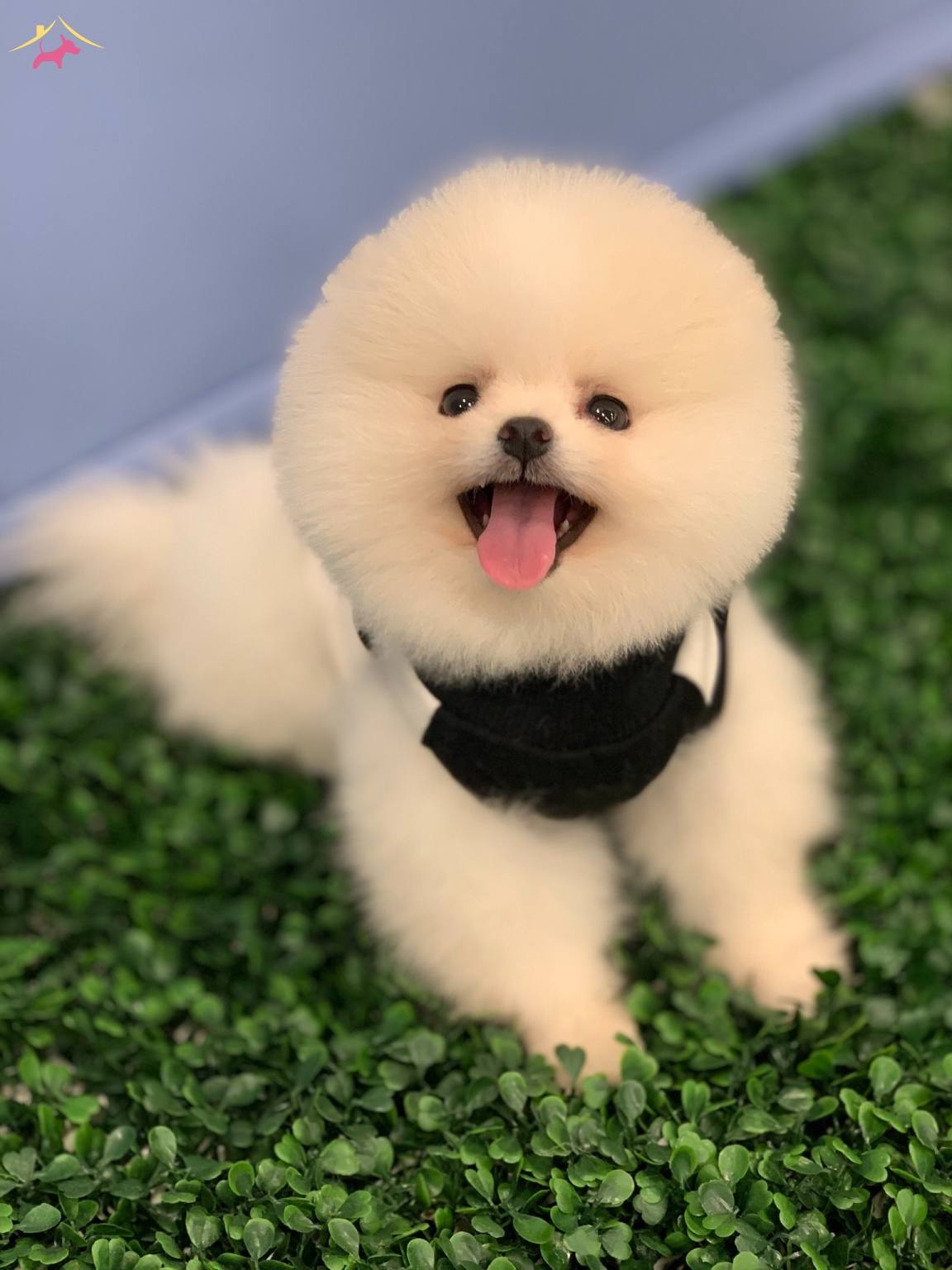Saf Pomeranian Boo Yavrularının Adresi