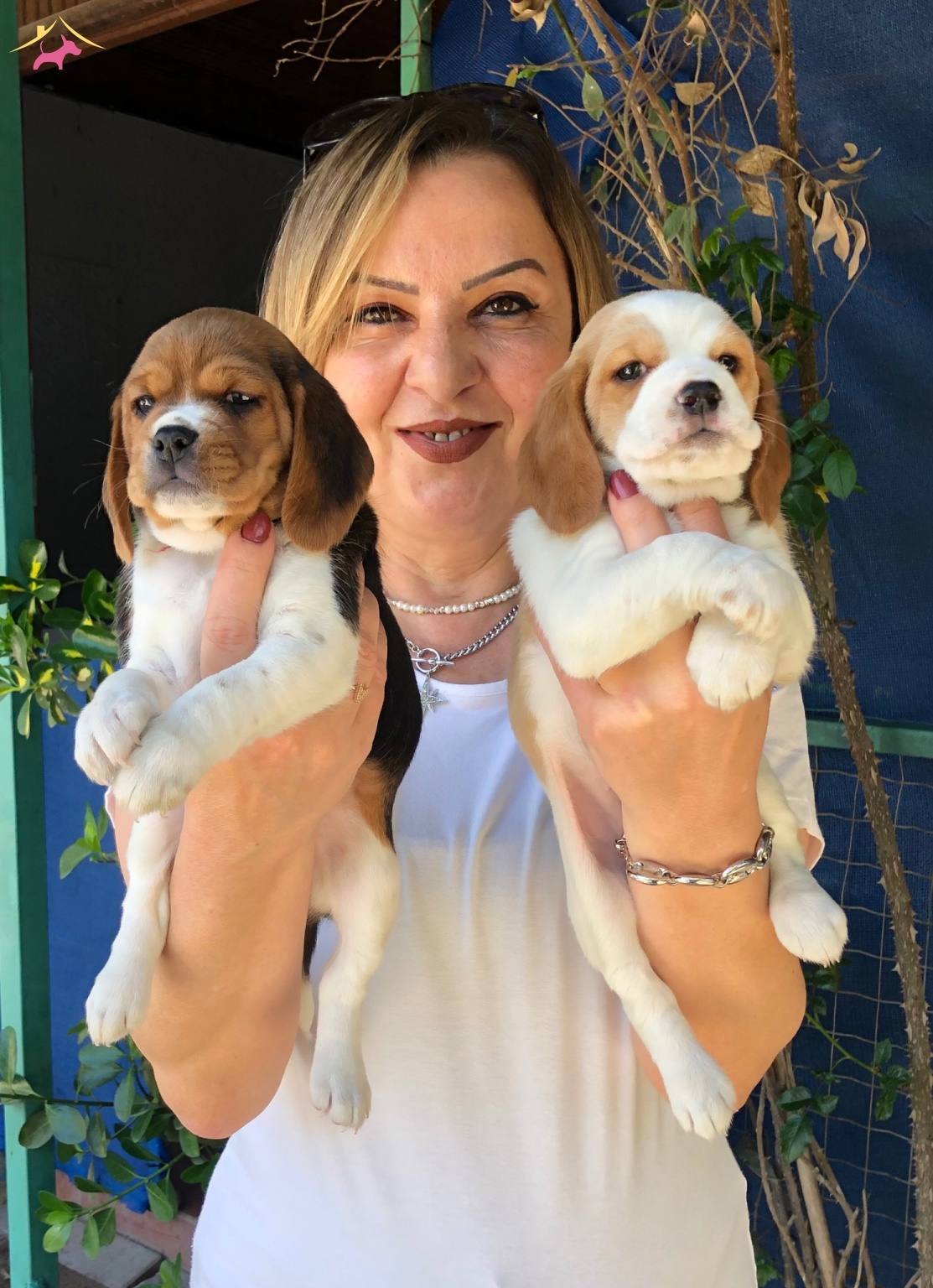 Sevimli Oyuncu Beagle Yavrularımız