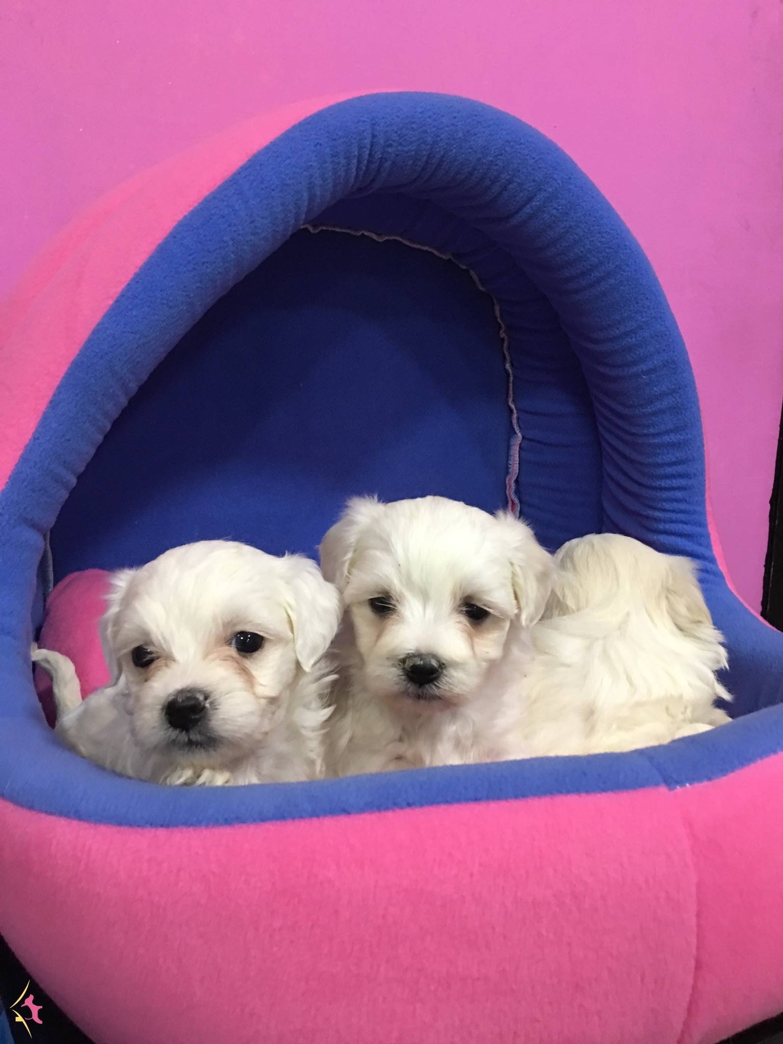Irk ve Sağlık Garantili Maltese Terrier Bebeklerimiz