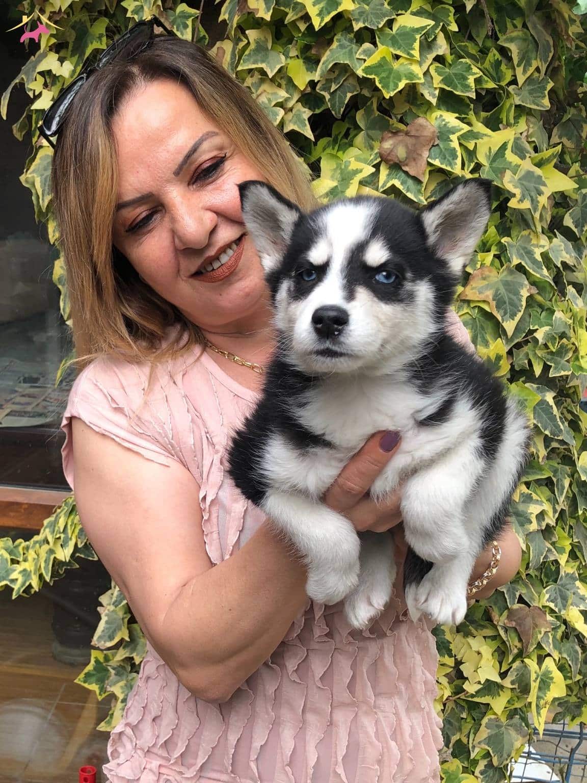 Maskeli Muhteşem Sibirya Husky Yavrularımız