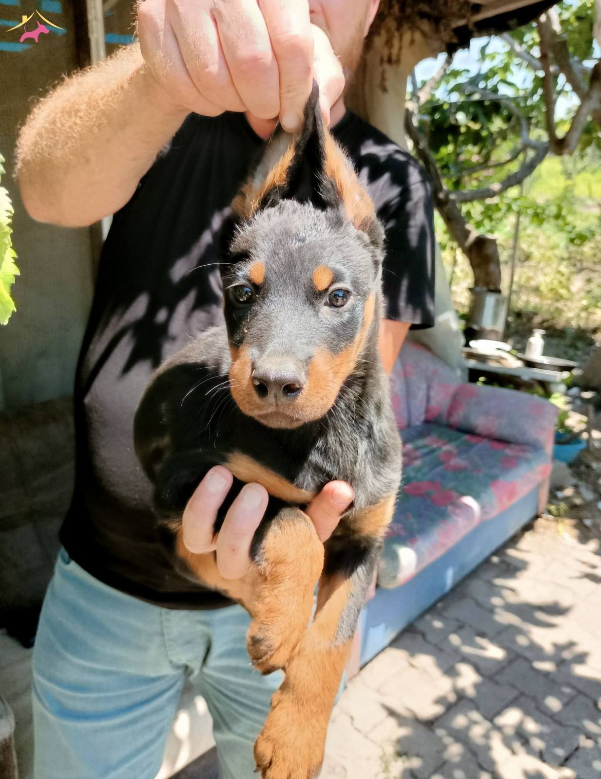 A Kalite Kong Doberman Erkek Yavrularımız