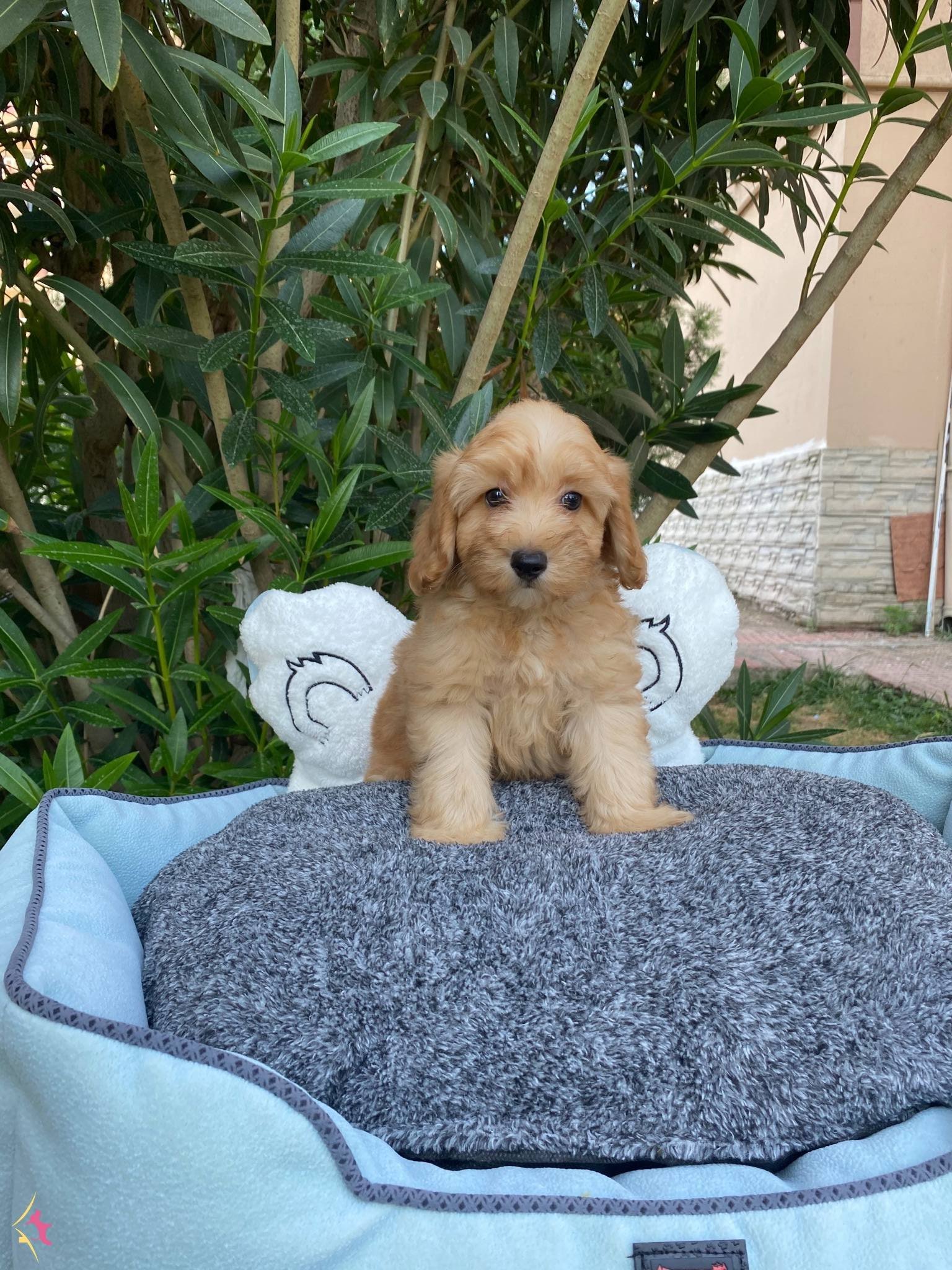 Bi̇blo Bebek Malti̇poo