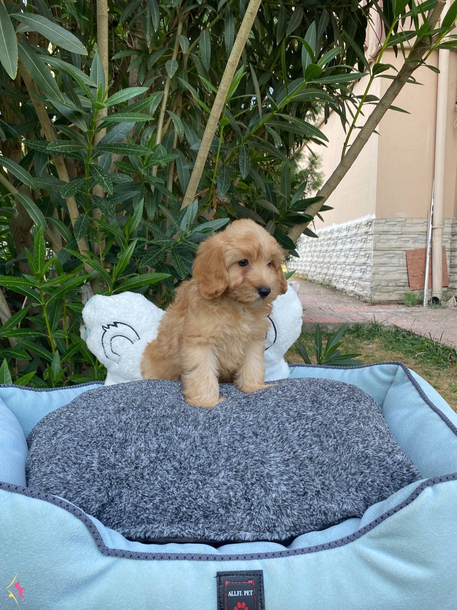 Bi̇blo Bebek Malti̇poo
