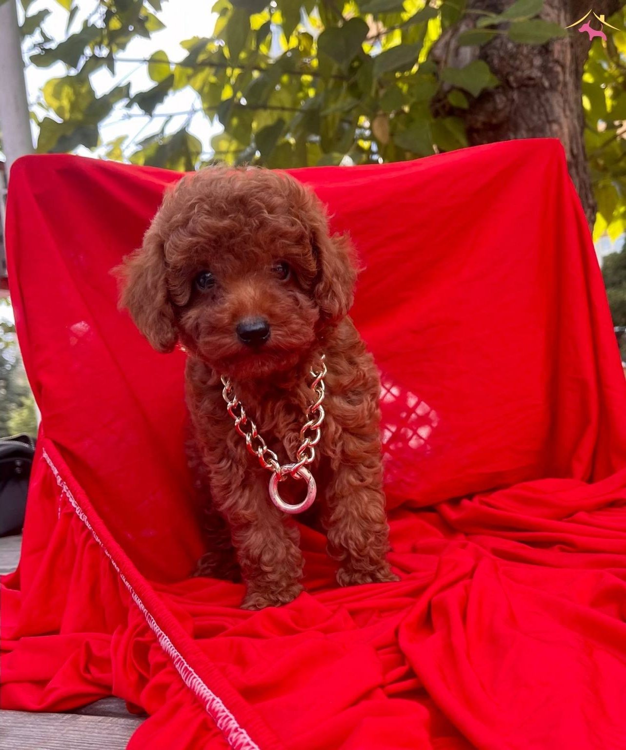 Bebek Surat Wc Eğitimli Mikrocipli Toy Poodle