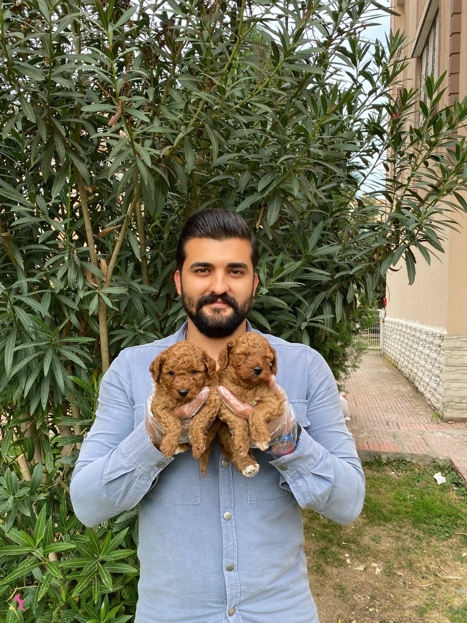 Tatliliklariyla Goz Dolduran Toy Poodle Bebekleri