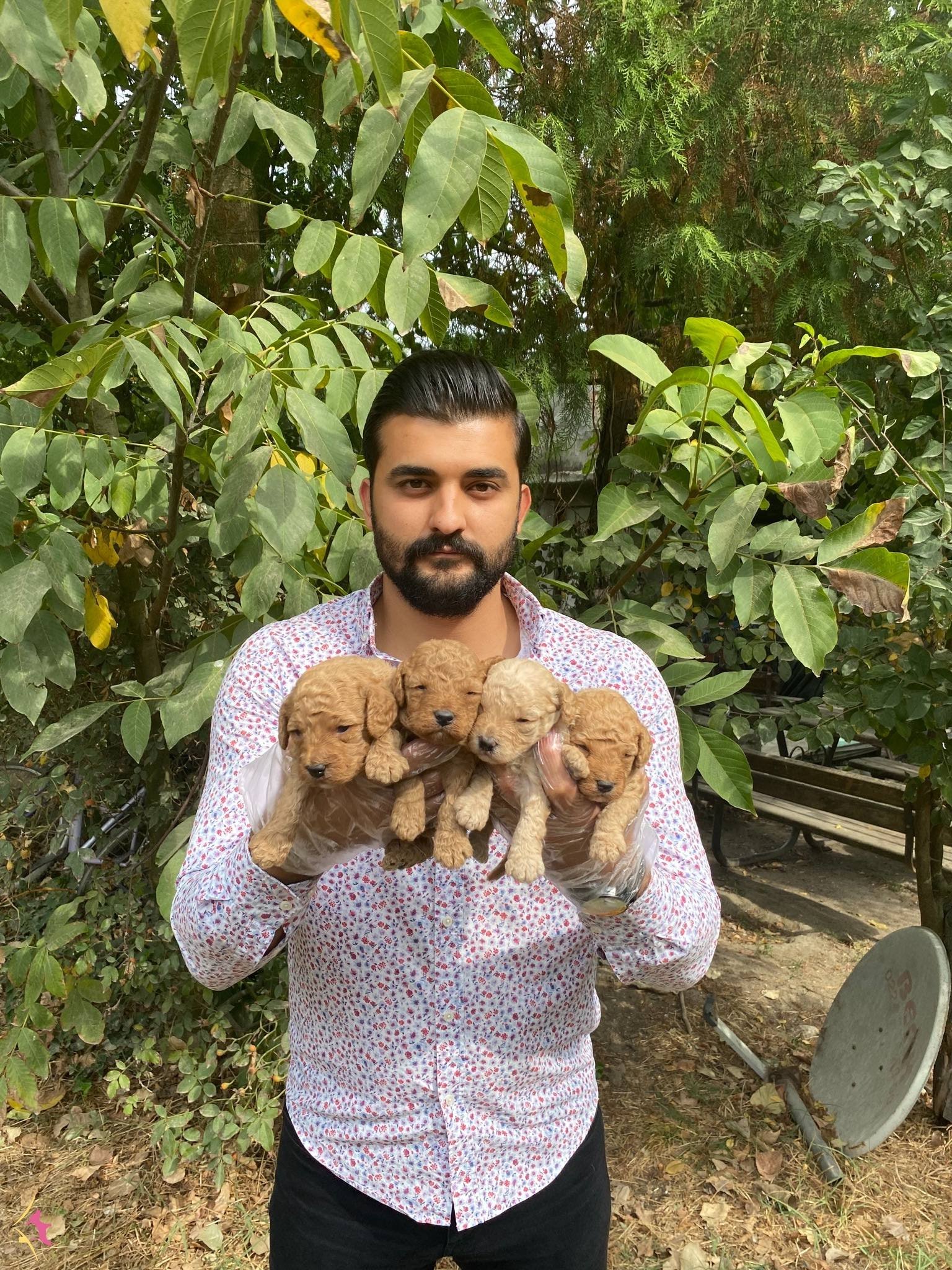 Uyari Yemesi Hissi Uyandiran Toy Poodle Yavrularımiz