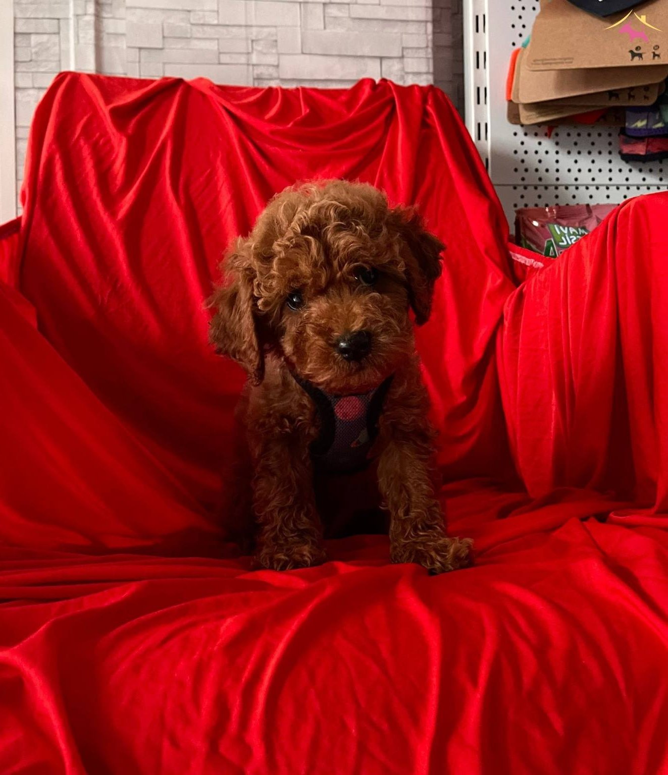 Bebek Surat Red Toy Poodle
