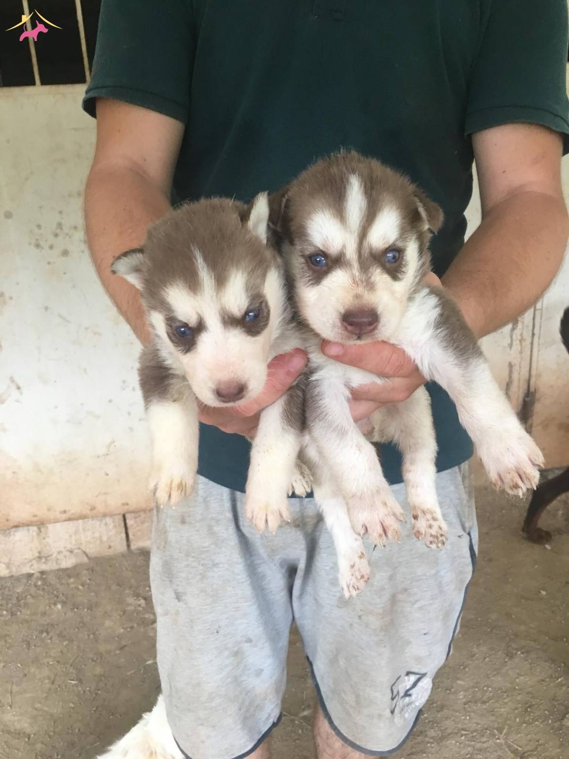 Ruhsatli Üreti̇m Çi̇ftli̇ği̇nden Husky Yavrular