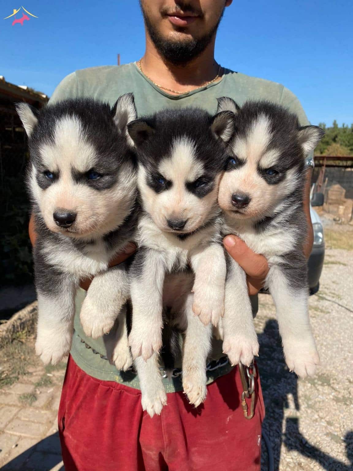 Ruhsatli Üreti̇m Çi̇ftli̇ği̇nden Husky Yavrular