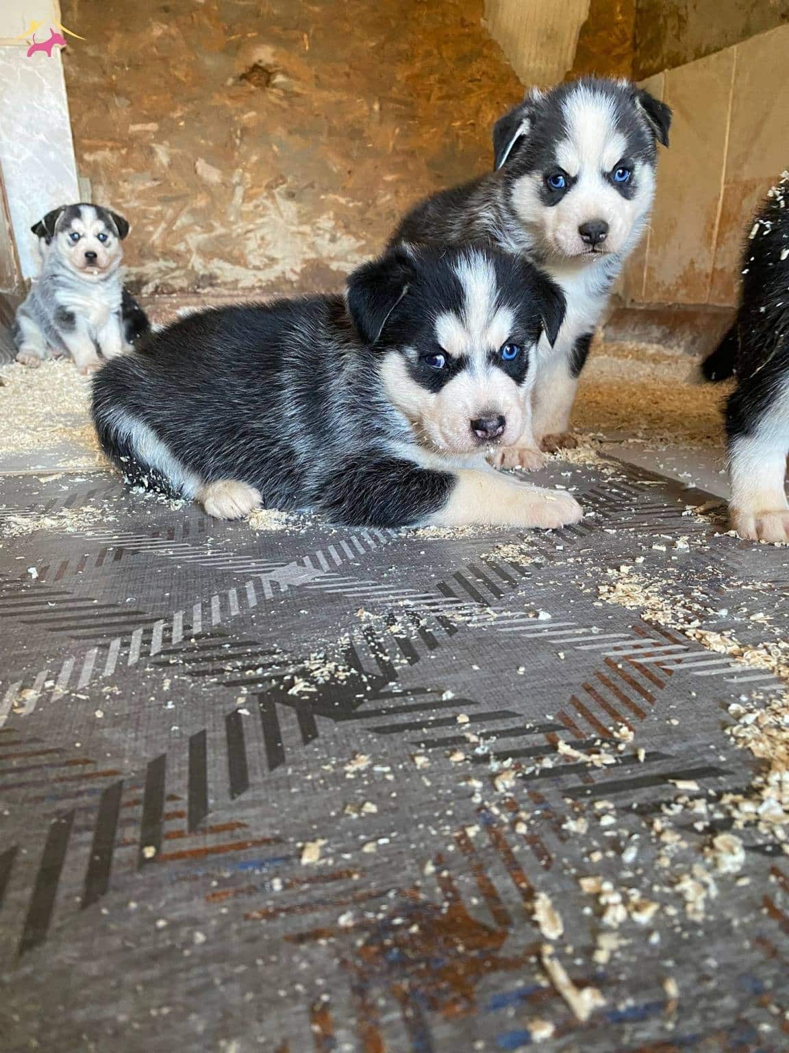 Ruhsatli Üreti̇m Çi̇ftli̇ği̇nden Husky Yavrular